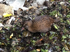 Gallirallus australis scotti