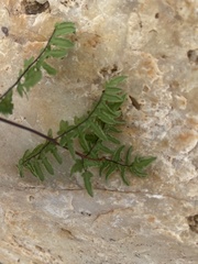 Cheilanthes viridis glauca