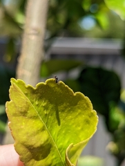 Eurytominae