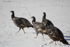 Meleagris gallopavo intermedia
