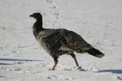 Meleagris gallopavo intermedia