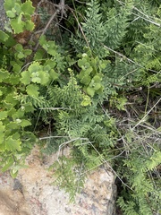 Cheilanthes viridis glauca
