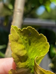Eurytominae