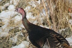 Meleagris gallopavo intermedia