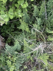 Cheilanthes viridis glauca