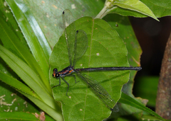 Austroargiolestes aureus