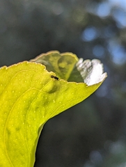 Eurytominae