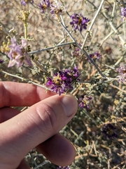 Psorothamnus polydenius
