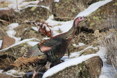 Meleagris gallopavo intermedia