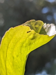 Eurytominae