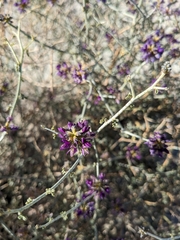 Psorothamnus polydenius