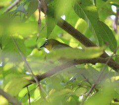 Zosterops palpebrosus