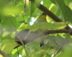 Zosterops palpebrosus