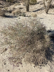 Psorothamnus polydenius