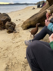 Gallirallus australis scotti