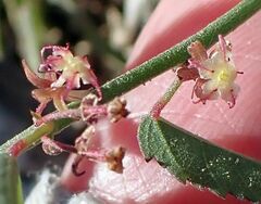 Ayenia compacta