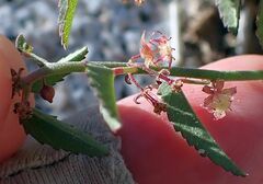 Ayenia compacta