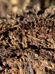 Physarella oblonga