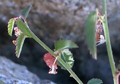Ayenia compacta