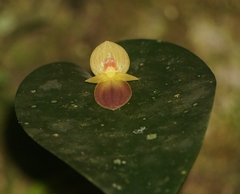Pleurothallis