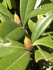 Machilus