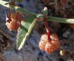 Ayenia compacta