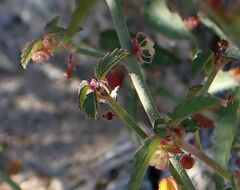 Ayenia compacta