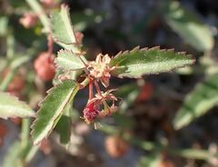 Ayenia compacta