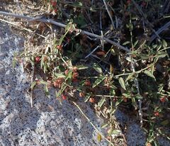 Ayenia compacta