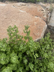 Tetradenia brevispicata