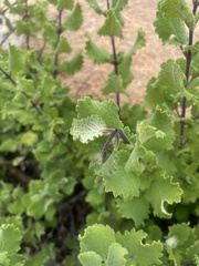 Tetradenia brevispicata