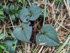 Asarum macranthum