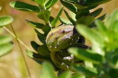 Gomphocarpus cancellatus