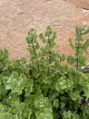 Tetradenia brevispicata