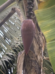 Musa acuminata