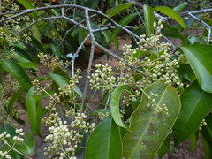 Olea dioica
