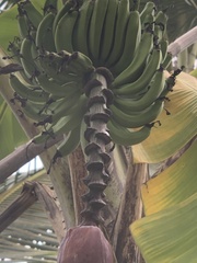 Musa acuminata
