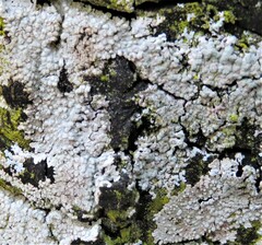 Physcia americana