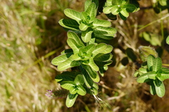 Gomphocarpus cancellatus