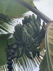 Musa acuminata