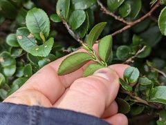 Eurya crenatifolia