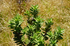 Gomphocarpus cancellatus