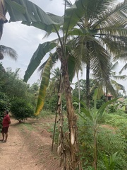 Musa acuminata