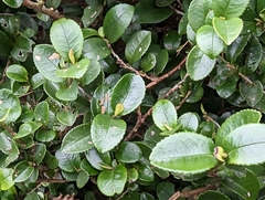 Eurya crenatifolia