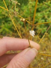 Teucrium parvifolium