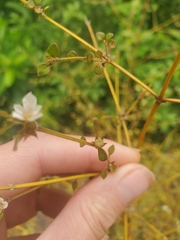 Teucrium parvifolium