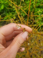 Teucrium parvifolium