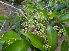 Olea dioica