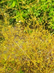 Teucrium parvifolium