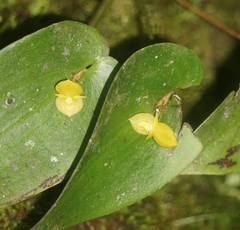 Pleurothallis